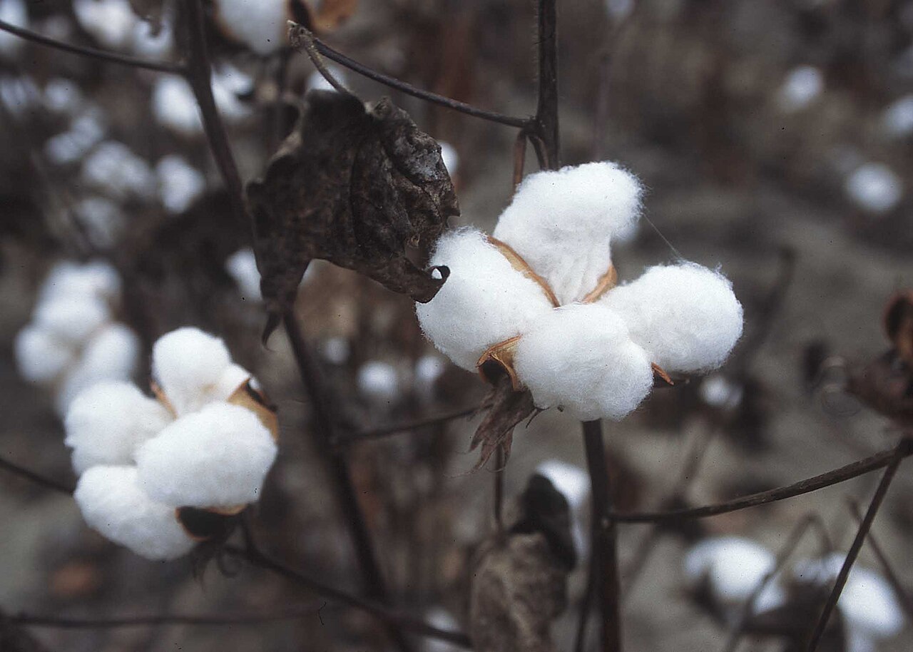The Cotton Plant's Journey: From Seed to World-Leading Fibre